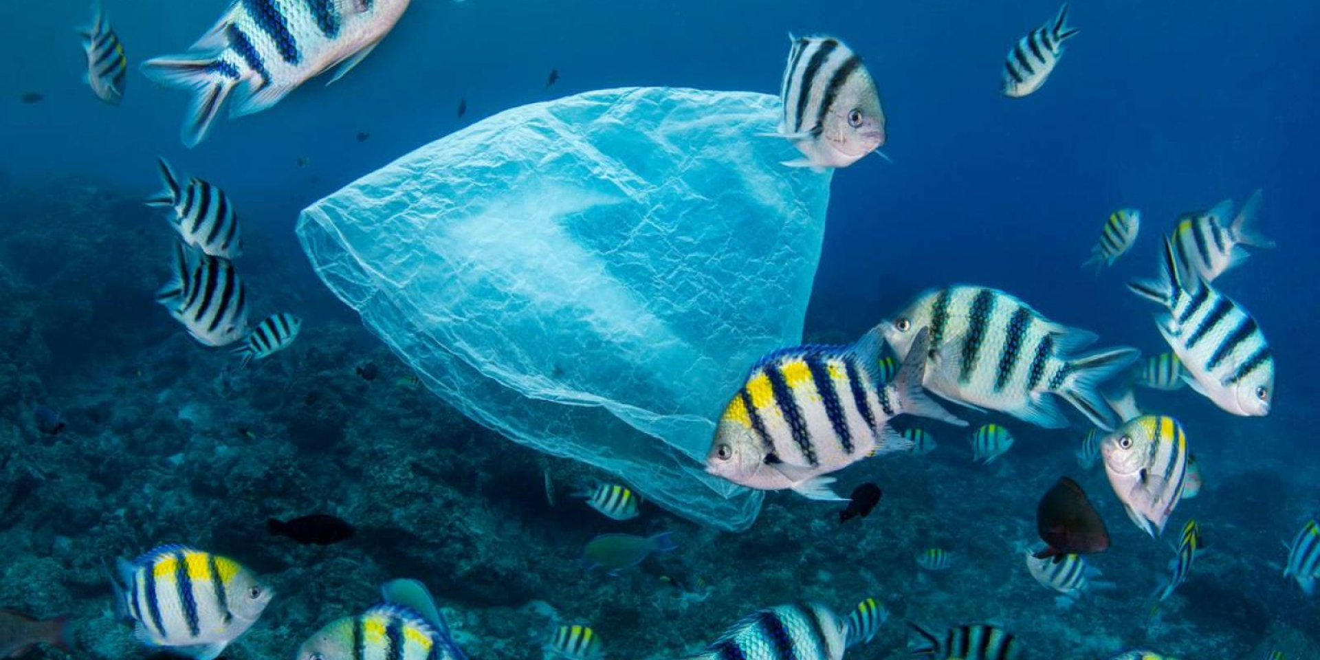  Un’estate più blu con Ogyre  