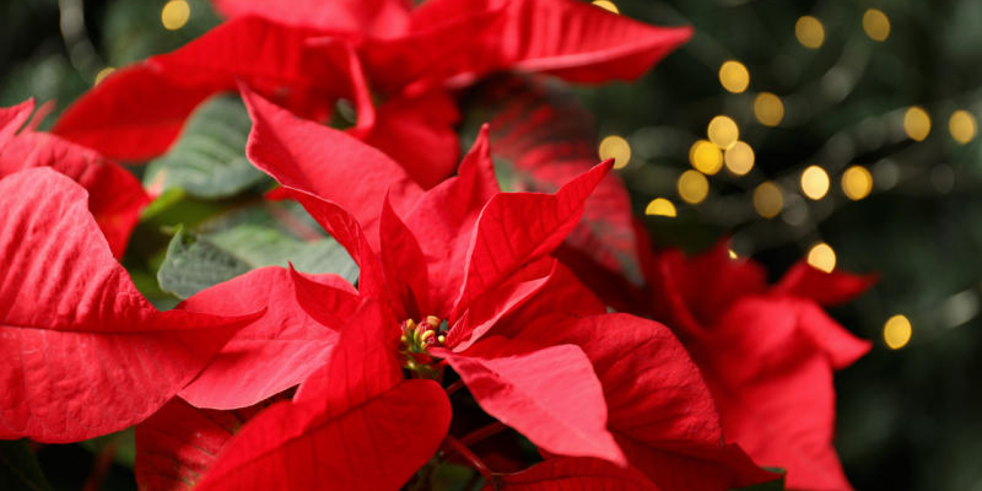 ALBISSOLA IN FIORE - Sabato 14 Dicembre