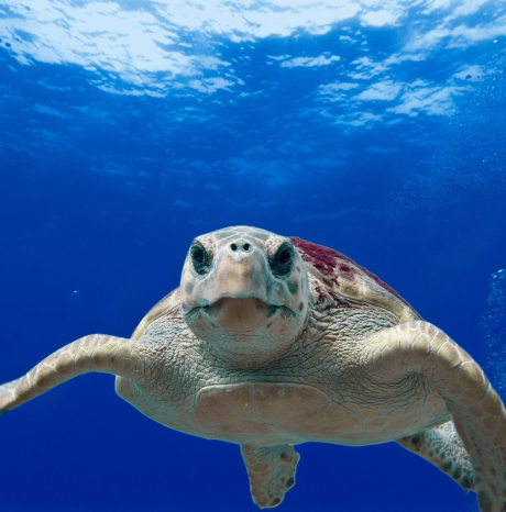 FESTA DELLA BANDIERA BLU