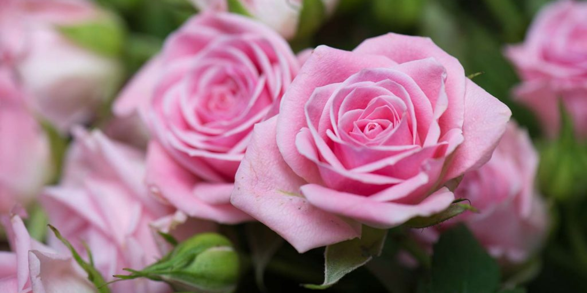 I Segreti delle Rose: un viaggio tra storia, arte e simboli al MuDA - Sabato 24 gennaio