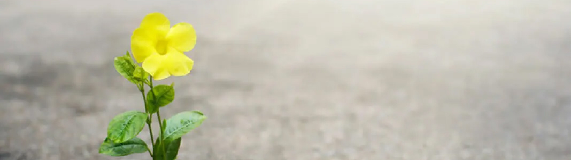 SENZA PERDERE LA GIOIA - giovedì 23 aprile